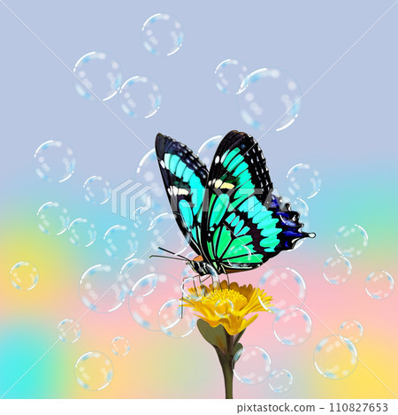 Aosujiageha harvesting nectar 110827653