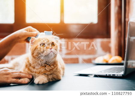 Brushing away old fur at home, An elderly woman and her Scottish Fold cat share a special moment of affection. Their owner-pet relationship is truly heartwarming. Brushing away old fur at home, An elderly woman and her Scottish Fold cat share a special moment of affection. Their owner-pet relationship is truly heartwarming. 110827793