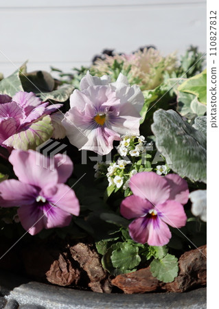 A collection of frilled pansies and leaf peonies A collection of frilled pansies and leaf peonies 110827812