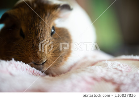 Guinea pig with sleepy expression looking at the camera 110827826