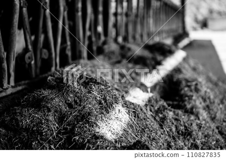 Row of silage in a dairy barn with stanchions. for cattle to eat through. Row of silage in a dairy barn with stanchions. for cattle to eat through. 110827835