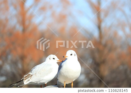 公園池塘岸邊的一隻黑頭鷗 公園池塘岸邊的一隻黑頭鷗 110828145