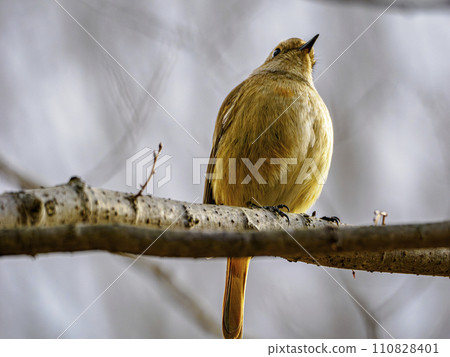 Daurian Redstart tilting its head on a tree branch Daurian Redstart tilting its head on a tree branch 110828401
