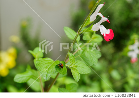 Salvia microphylla hotlipsSalvia microphylla hotlips and yellow sawfly Salvia microphylla hotlipsSalvia microphylla hotlips and yellow sawfly 110828841