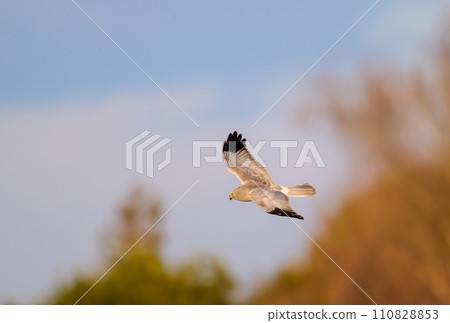 Gray carp winter flight Gray carp winter flight 110828853