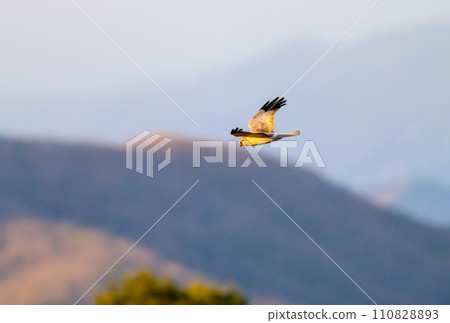 Gray carp winter flight 110828893