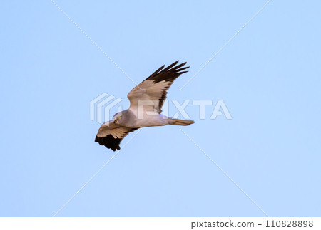 灰鯉魚冬季飛行 灰鯉魚冬季飛行 110828898