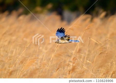 Gray carp winter flight Gray carp winter flight 110828906