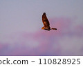 Gray carp winter flight 110828925