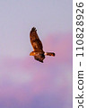 Gray carp winter flight 110828926