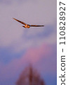 Gray carp winter flight 110828927