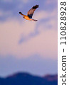 Gray carp winter flight 110828928