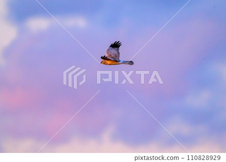 Gray carp winter flight 110828929