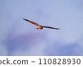 Gray carp winter flight 110828930
