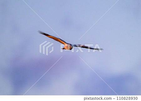 Gray carp winter flight 110828930