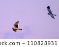 Gray carp winter flight 110828931