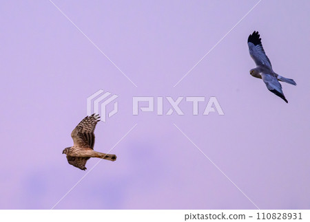 Gray carp winter flight 110828931