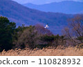 Gray carp winter flight 110828932