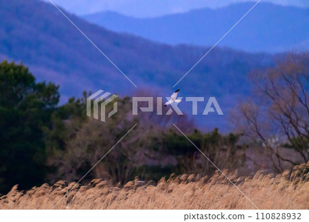 Gray carp winter flight Gray carp winter flight 110828932