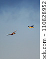 Gray carp winter flight 110828952