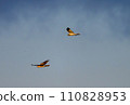 Gray carp winter flight 110828953