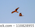 Gray carp winter flight 110828955