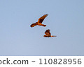 Gray carp winter flight 110828956