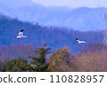 Gray carp winter flight 110828957