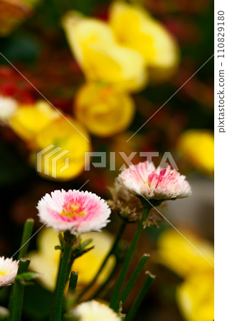 image of daisies 110829180