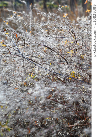 Yuki willow fluff, winter preparation, winter pattern Yuki willow fluff, winter preparation, winter pattern 110829399