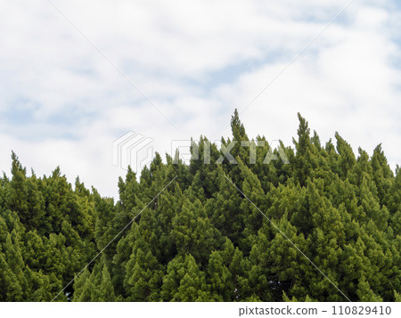 Fresh green trees and sky 110829410