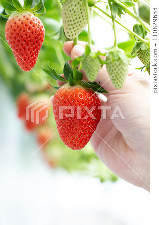 草莓採摘 草莓採摘 110829633