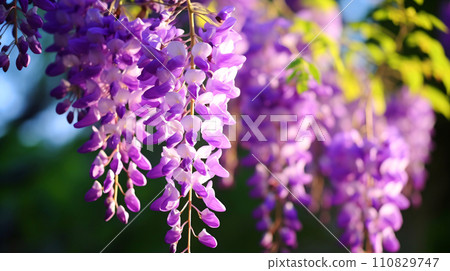 Close-up of purple wisteria flowers, natural wisteria scenery AI generated image 110829747