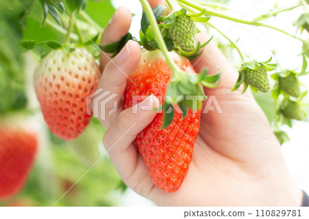Strawberry picking Strawberry picking 110829781