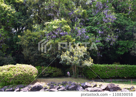 Nishiyama Goten (Nishiyamaso) 2023-5-3 #6 Nishiyama Goten (Nishiyamaso) 2023-5-3 #6 110830058