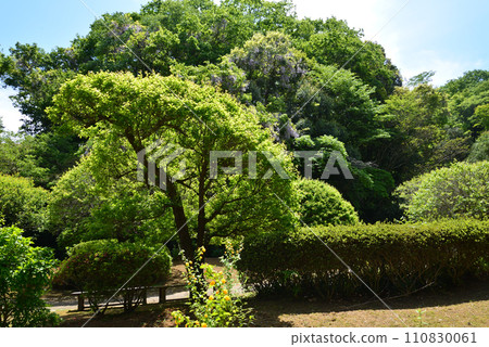 Nishiyama Goten (Nishiyamaso) 2023-5-3 #9 Nishiyama Goten (Nishiyamaso) 2023-5-3 #9 110830061