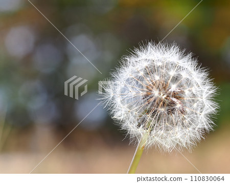 Up of dandelion's fluff 110830064