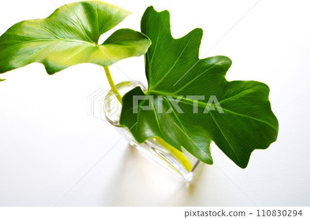 Alocasia, an ornamental plant that bathes in the morning sun 110830294