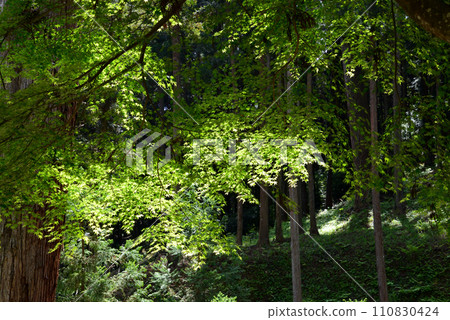 Nishiyama Goten (Nishiyamaso) 2023-5-3 #16 Nishiyama Goten (Nishiyamaso) 2023-5-3 #16 110830424