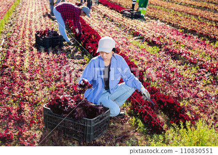 Young asian female worker harvesting red lettuce on farm field Young asian female worker harvesting red lettuce on farm field 110830551