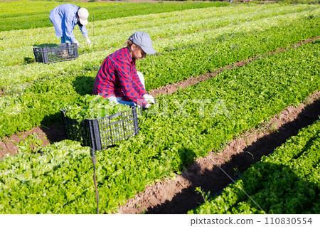 Young female worker harvesting green lettuce leaves at vegetable plantation 110830554