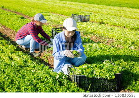 Two women gardeners harvesting green lettuce on field 110830555