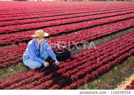 Young asian female worker harvesting red lettuce at vegetable plantation Young asian female worker harvesting red lettuce at vegetable plantation 110830556