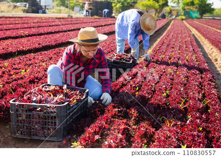Portrait of focused female farm worker gathering harvest of organic red lettuce on field Portrait of focused female farm worker gathering harvest of organic red lettuce on field 110830557