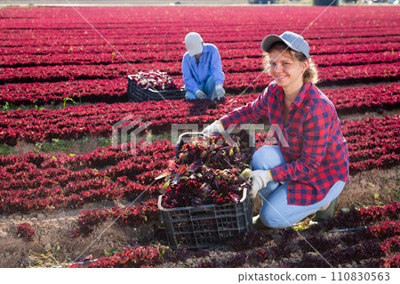 Woman horticulturist picking red leaf lettuce 110830563