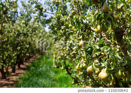 Fresh organic pears on tree branches Fresh organic pears on tree branches 110830643