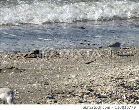 時隔很長一段時間，我第一次在凱米川濱拍到了鷸的照片。 110830779