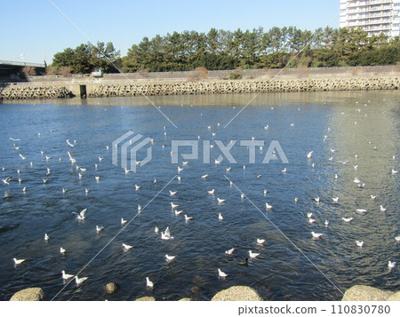 冬季候鳥黑頭鷗造訪花見川河口 110830780
