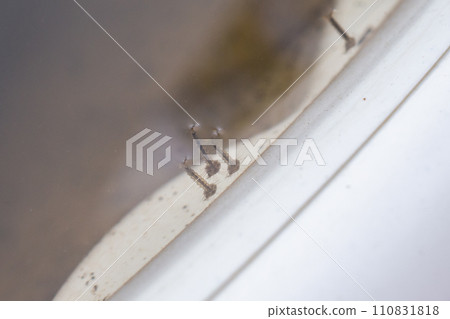 Mosquito larvae in stagnant water close up 110831818