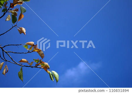 隨著秋天的深入,樹上的葉子被風吹落了。在一個安靜的公園裡,俯瞰大海。 隨著秋天的深入,樹上的葉子被風吹落了。在一個安靜的公園裡,俯瞰大海。 110831894